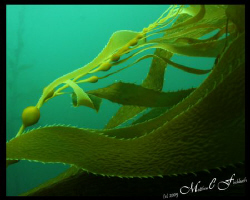Giant Kelp in the surge...  West Coast, California. by Matthew Fischbach 